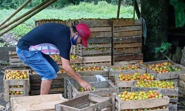 Recovery Lahan Jagung, Penyuluh – Petani Milenial Minahasa Budidaya Tomat