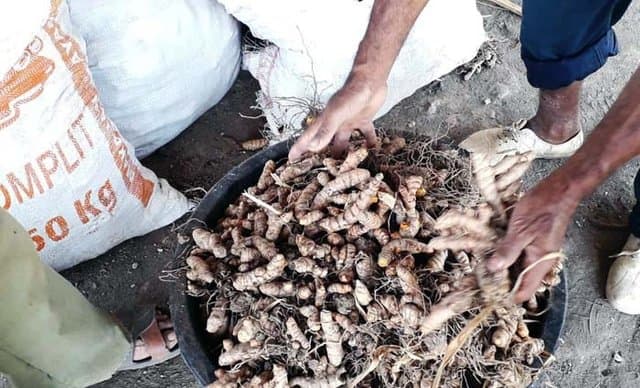 Penyuluh – Petani Bima Panen Kunyit Kualitas Super