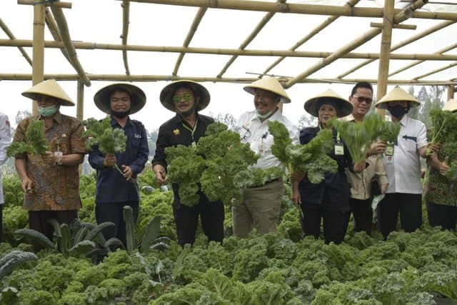 Mentan Syahrul Dorong Sayuran Organik dari Petani Milenial