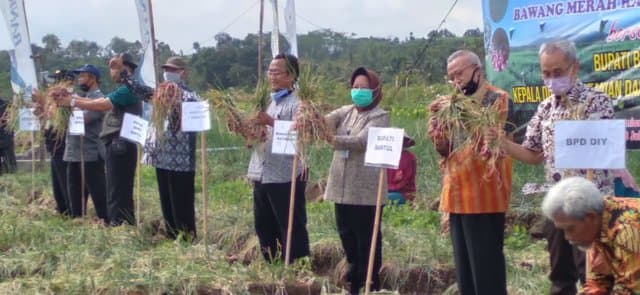 Panen Raya Bawang Merah Semi Organik di Bantul, Petani Raup Untung