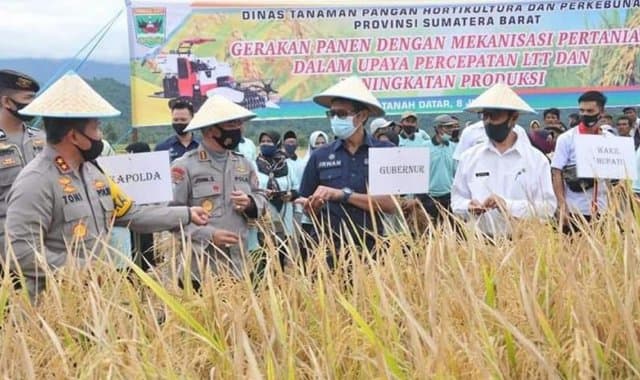 Panen di Sungayang, Gubernur Sumbar: Pertanian Jadi Prioritas Pembangunan