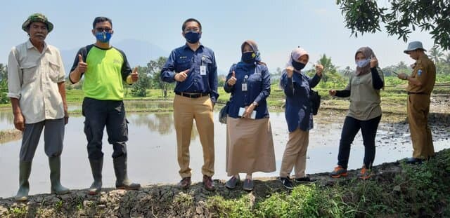 Kostratani Pandeglang Dorong Petani Lakukan Percepatan Tanam Padi Varietas Mekongga