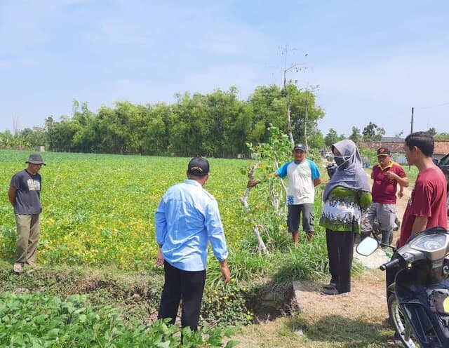 Pengembangan Korporasi Kedelai di Grobogan Tingkatkan Kesejahteraan Petani