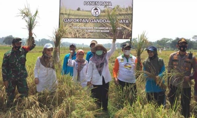Petani Bogor Panen Padi Organik, Kementan Dorong Korporasi Pertanian