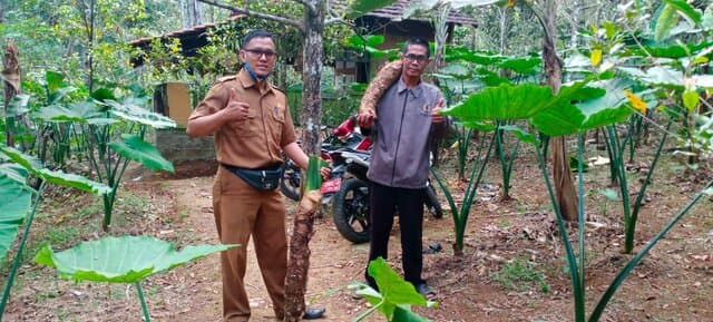 BPP Kaduhejo, Pandeglang Berdayakan Petani Tanaman Talas Beneng