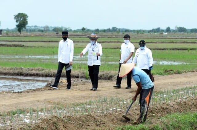 Jokowi: Pertanian Berkelanjutan Topang Food Estate