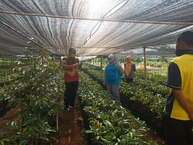 Wow….Durian Kromo Banyumas akan Tumbuh Besar di Kalimantan Tengah