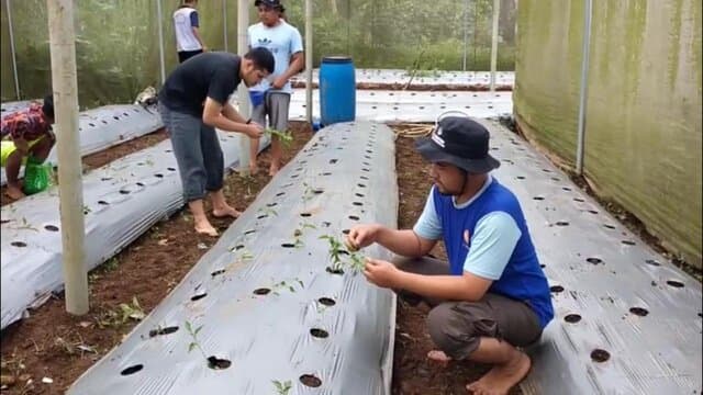 Penyuluh dan Petani Tasikmalaya Bersama Manfaatkan Demplot untuk Tanam Sayuran