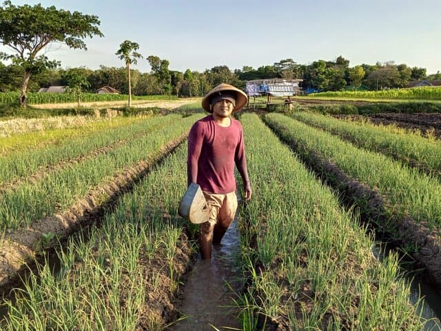 Pandemi Tak Kunjung Berakhir, Pemuda Klaten Ini Pilih Bertani