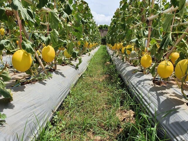 Agrowisata Melon Cilegon, Oase di Tengah Padang Pasir