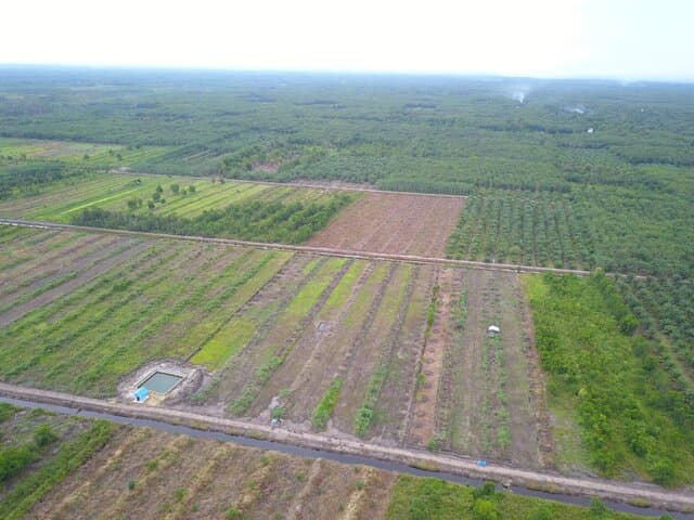 Pengembangan Food Estate Kalimantan Tengah Sentuh Solidaritas Masyarakat