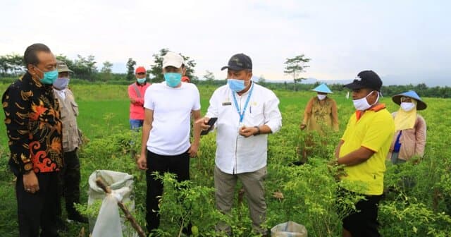 Kementan RI Segera Kembangkan Budi Daya Bawang Putih Di Kabupaten Probolinggo