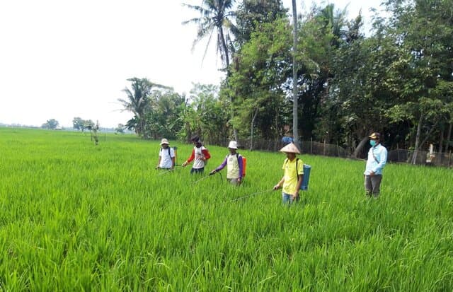 Petani Lampung Panen Program Pemberdayaan Petani Dalam Pemasyarakatan PHT (P4)