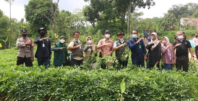 Kementan Panen Ubi Jalar Bibit Unggul Varietas Rancing di Kabupaten Bandung