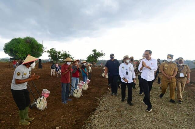 Tanam Jagung di Jeneponto, Presiden Jokowi Tegaskan Kebutuhan Nasional Bisa Dipenuhi Petani Lokal