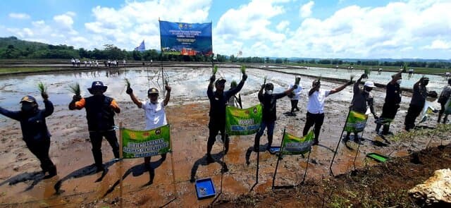Percepat Tanam 10 ribu Hektar, FE Sumba Tengah Tanam Serentak Dengan Seribu Petani Penyuluh