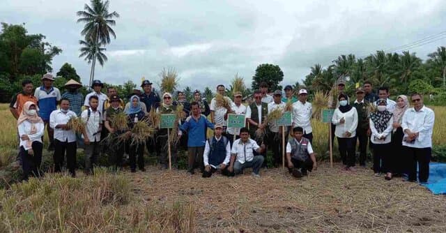 Panen Padi Inpari IR Nutrizinc di Kabupaten Donggala, Berasnya Sudah Dipesan Kades