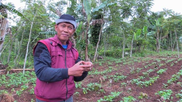 Manfaatkan Integrated Farming, Kementan Kembangkan Kampung Alpukat di Cianjur