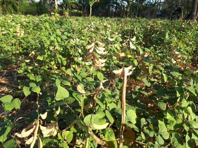 Petani Kacang Komak Raih Untung, Potensial Dibudidayakan