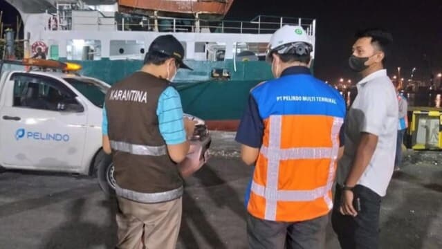 Cegah Tertular PMK, Sapi Asal Kupang Tidak Diturunkan di Tanjung Perak