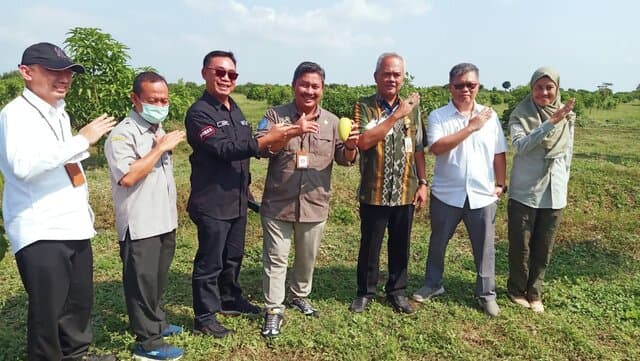 Pertama di Indonesia, Kementan Inisiasi Food Estate Mangga di Gresik