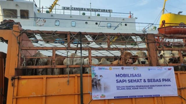 450 Ekor Sapi BULS Sidrap Mendarat di Jakarta Penuhi Stok Qurban