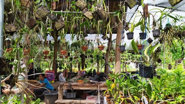 Pesona Anggrek Kediri Siap Dukung Kampung Florikultura
