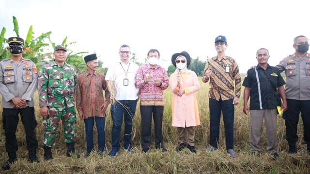 Inovasi Baru, Petani di Lampung Panen Padi Langsung Giling Tanpa Jemur