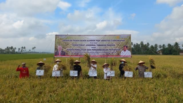 Semangati Petani Penangkar Benih, Kementan-DPR RI Lakukan Panen Padi Di Pringsewu