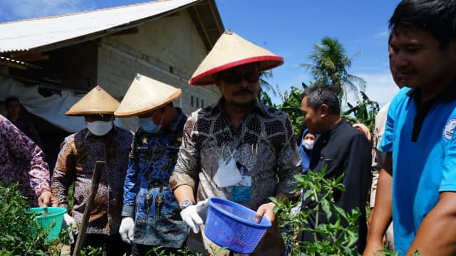 Menteri Pertanian Panen Perdana Cabai Hasil Integrated Farming Petani Milenial Lampung