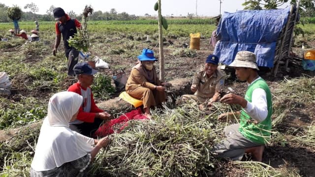 Genjot Produksi Kacang Tanah, Kementan Berikan Bantuan Benih Kacang Tanah untuk Kabupaten Tegal