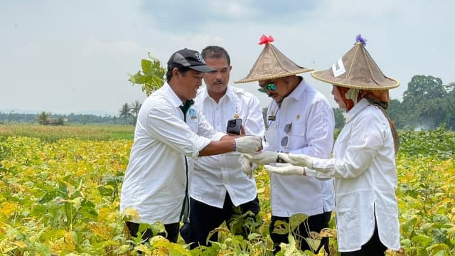 Mentan: Provinsi Banten Mampu Hasilkan Produk Kedelai Lokal Berkualitas