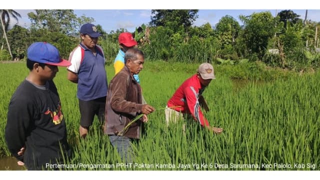 Terapkan PPHT, Petani di Sulawesi Tengah Berhasil Tingkatkan Hasil Panen