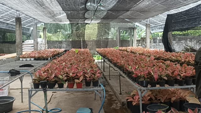 Kampung Aglaonema Tingkatkan Kesejahteraan Petani Florikultura Sleman