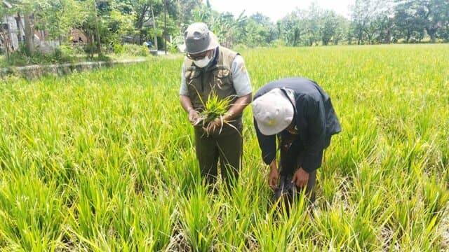 Terjunkan Tim, Kementan: Serangan Kerdil Rumput Ke Padi di Sragen Hanya 0,66 Hektar