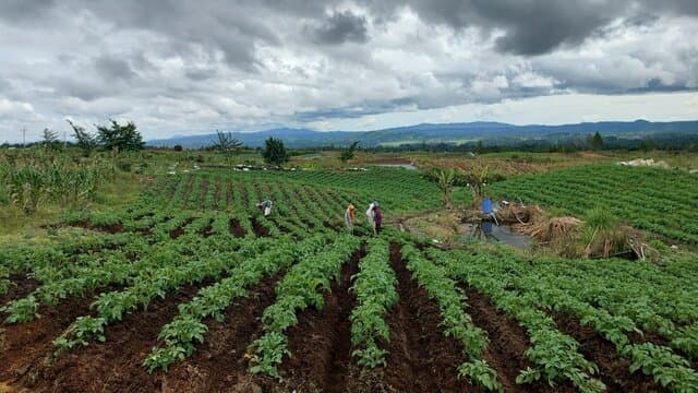 Petani Food Estate Hortikultura Humbahas: Siapa Bilang Kami Gagal?