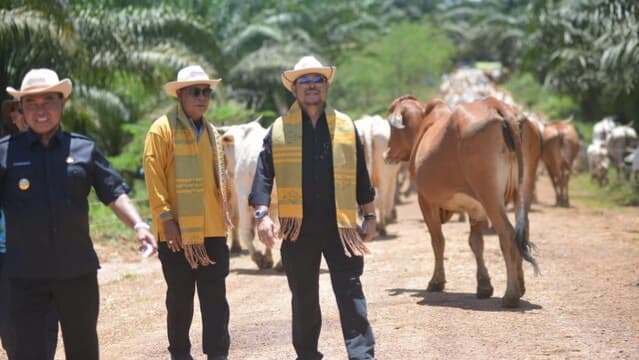 Bertekad Wujudkan Susu dan Daging Berdaulat, Mentan SYL Launching Integrasi Sapi-Sawit
