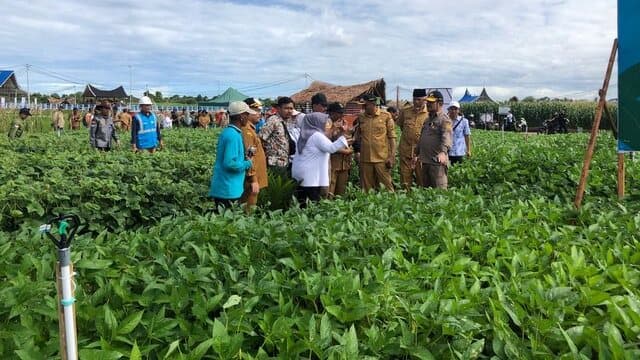 Menteri Pertanian Tinjau Percontohan Aneka Kacang dan Umbi di Penas Padang