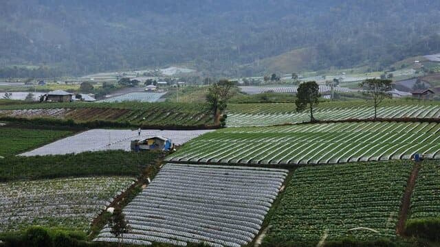 Produksi Berlangsung Sepanjang Tahun, Solok Siap Jadi Lumbung Bawang Merah Terbesar di Sumatera