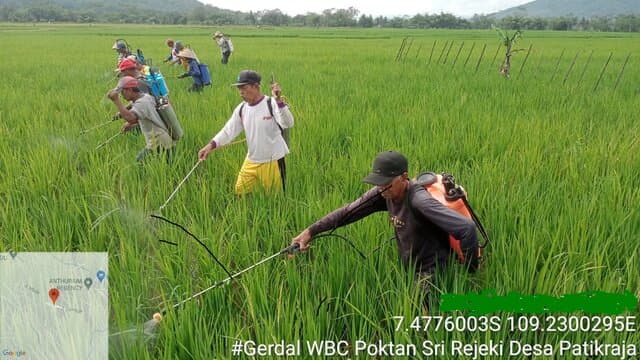 Kementerian Pertanian Gerak Cepat Amankan Serangan Wereng Di Jawa Tengah