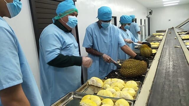 Kementan Gencar Dukung Durian Penuhi Persyaratan Ekspor