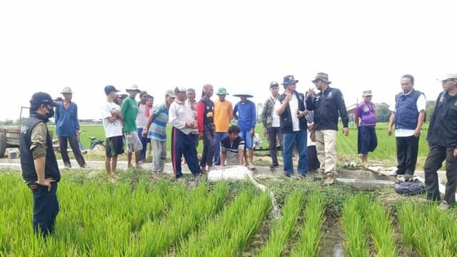 Giat Kementan Lakukan Gerakan Penanganan DPI Di Tiga Kabupaten Sebagai Upaya Adaptasi DPI