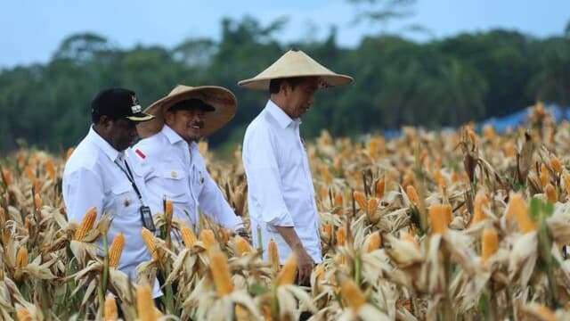 Mentan SYL Dampingi Jokowi Tinjau Ladang Jagung di Food Estate Keerom Papua