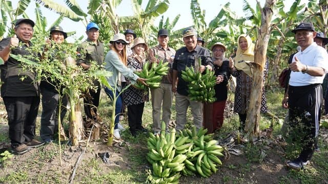 Kampung Pisang Losari Brebes Sukses Ungkit Pendapatan Petani