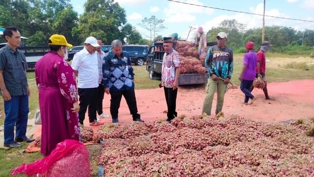Edukasi Ramah Lingkungan Faktor Utama Peningkatan Produksi Bawang Merah di Sumbawa