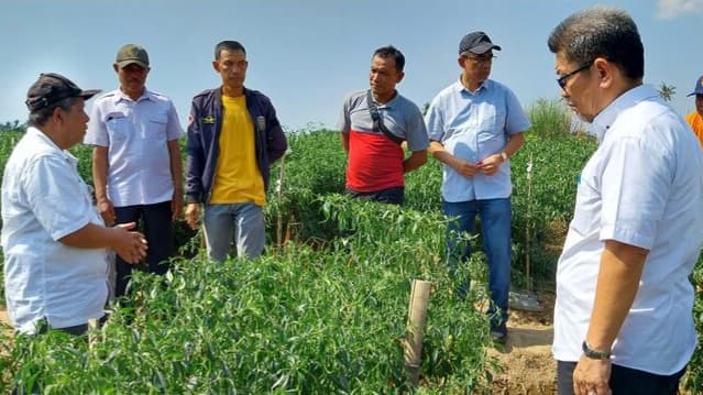 Jaga Produktivitas Saat El Nino, Petani Cabai Makassar Terapkan Budidaya Ramah Lingkungan