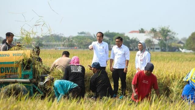 Jokowi Bersama Plt Mentan Panen di Indramayu, Petani Termotivasi
