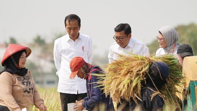 Setelah Subang, Plt. Mentan Dampingi Presiden Jokowi Panen Raya di Indramayu