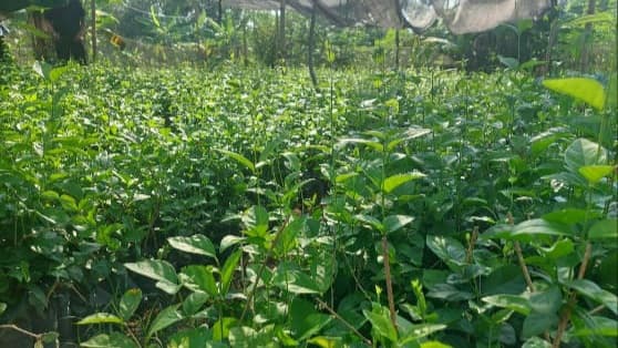 Pengembangan Melati sebagai Komoditas Florikultura Unggulan di Jawa Tengah