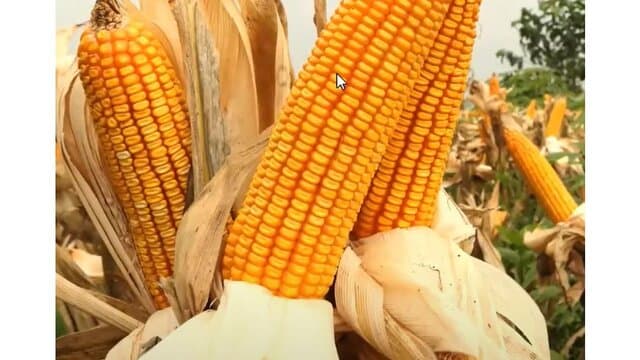 Kementan Dorong Peningkatan Kualitas Jagung sebagai Bahan Pakan